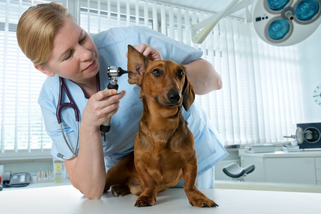 Veterinarian
